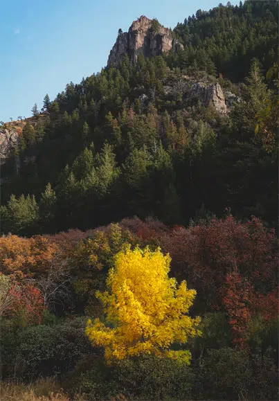 arbre-jaune